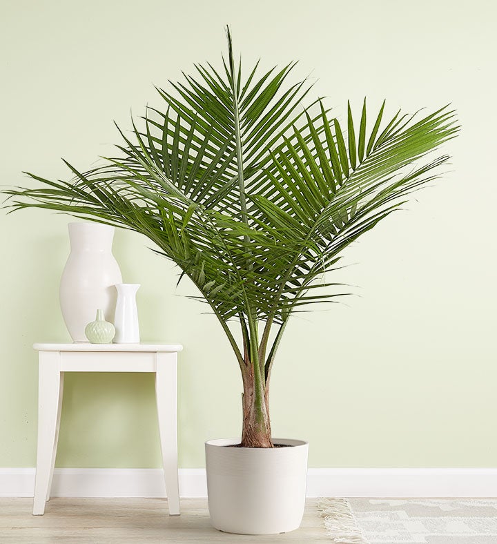 Majesty Palm Floor Plant