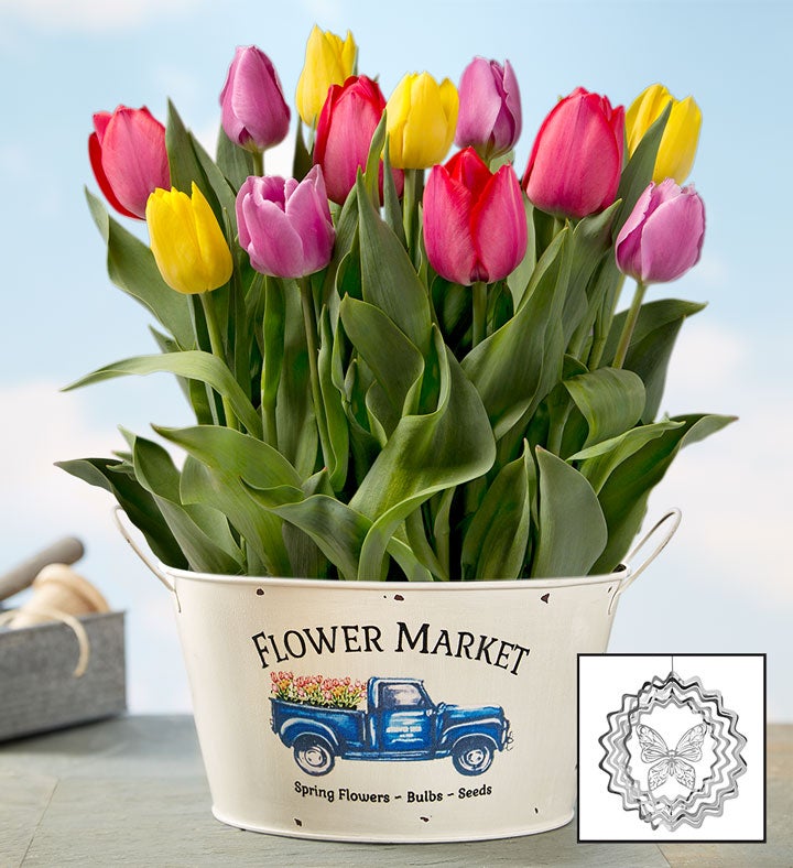 Farm Fresh Tulip Bulbs + Free Suncatcher