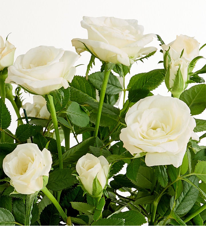 Twinkle Twinkle Baby Rose Plant | 1800Flowers