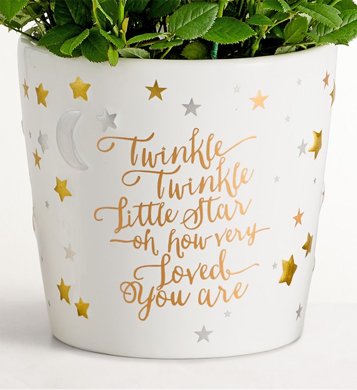 Twinkle Twinkle Baby Rose Plant | 1800Flowers