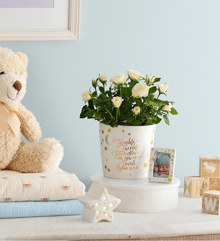 Twinkle Twinkle Baby Rose Plant | 1800Flowers