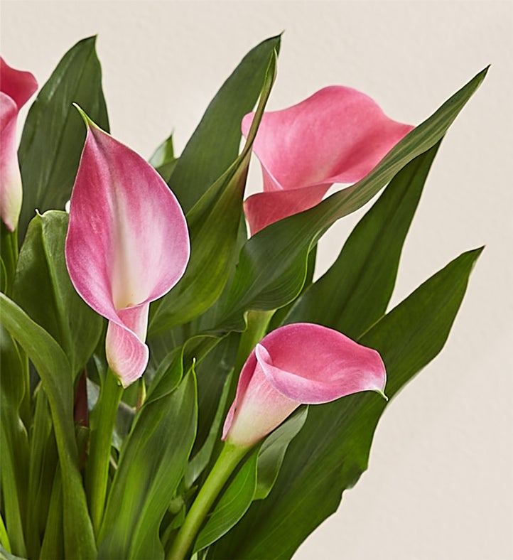 Sweet Blooms Calla Lily