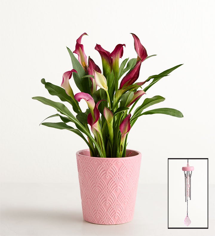 Sweet Blooms Calla Lily