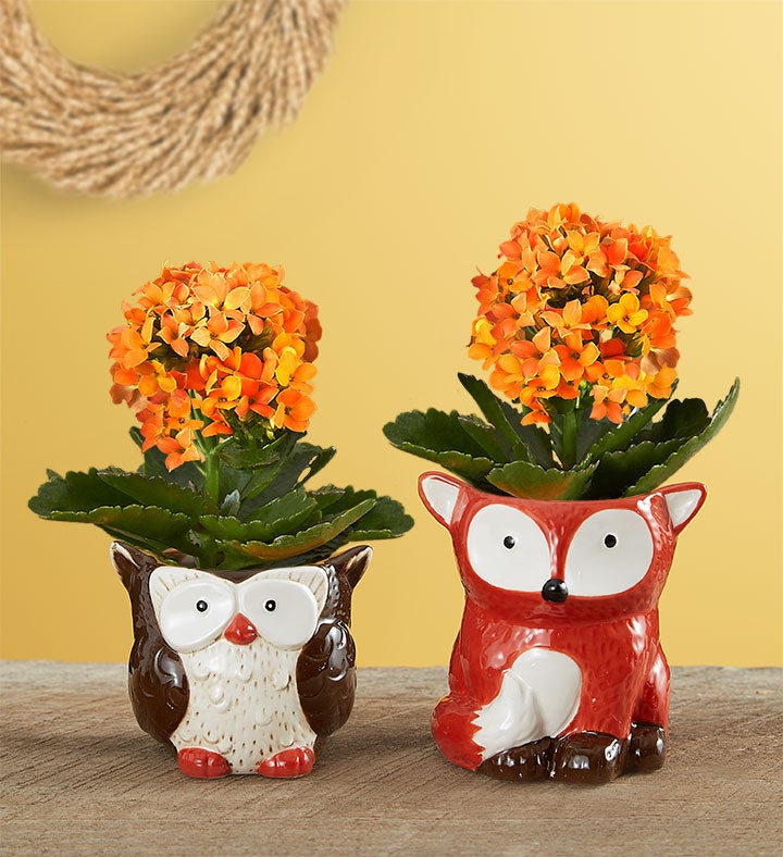 Fall Forest Friends Mini Plants
