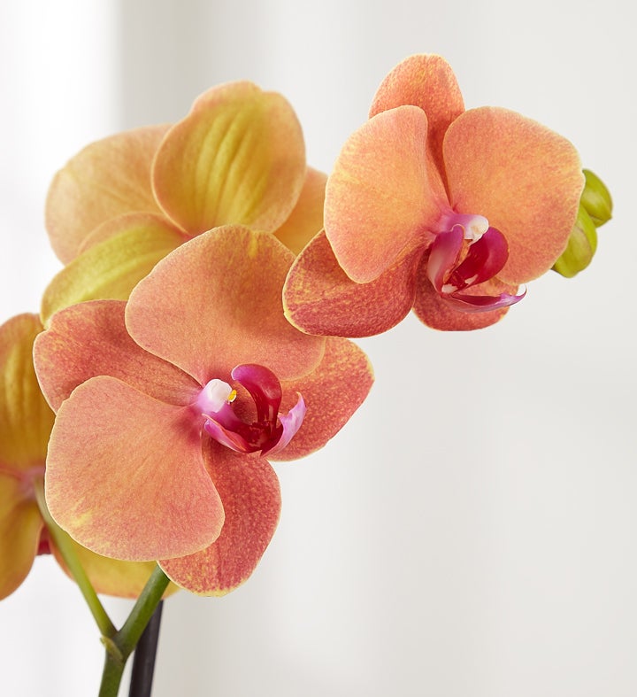 Bonfire Warmth Orchid | 1800flowers.com