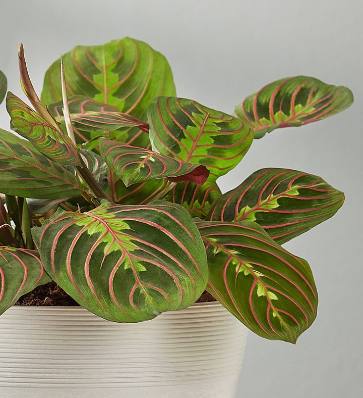 Red Maranta Prayer Plant