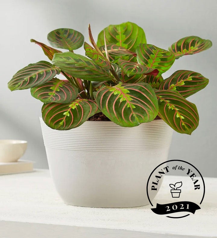 best dating site for wealthy men