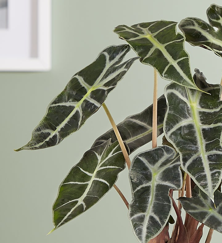 Alocasia Polly Plant