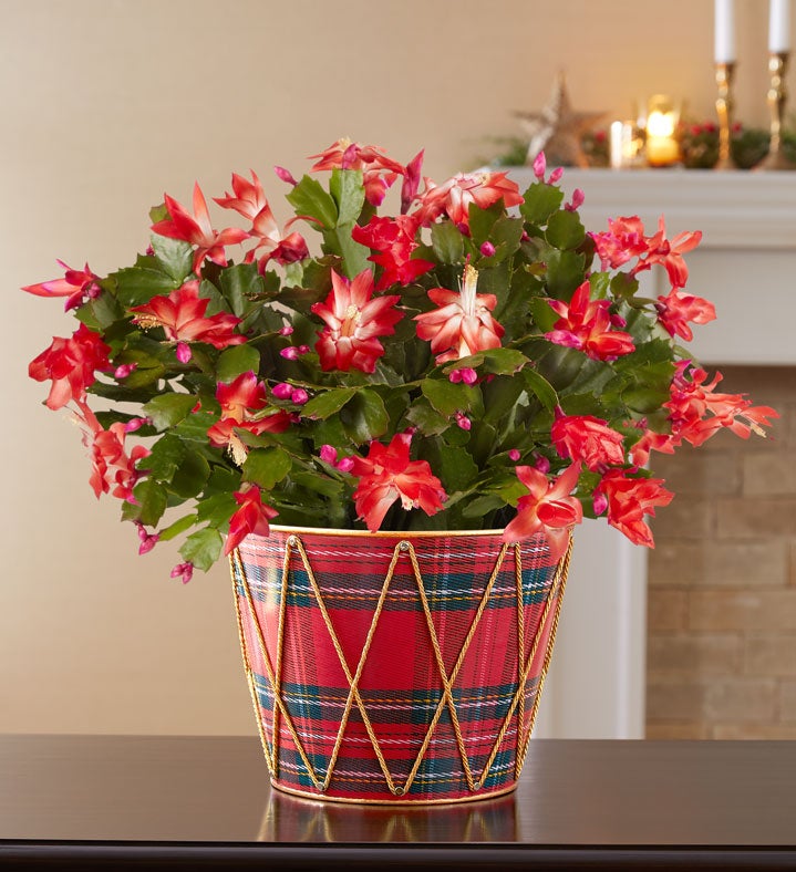 Christmas Cactus