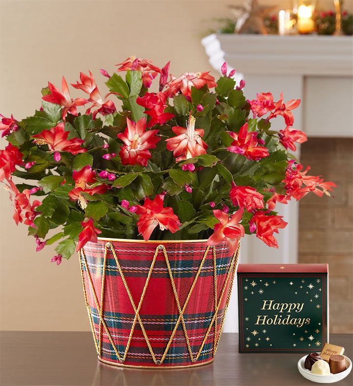 Christmas Cactus