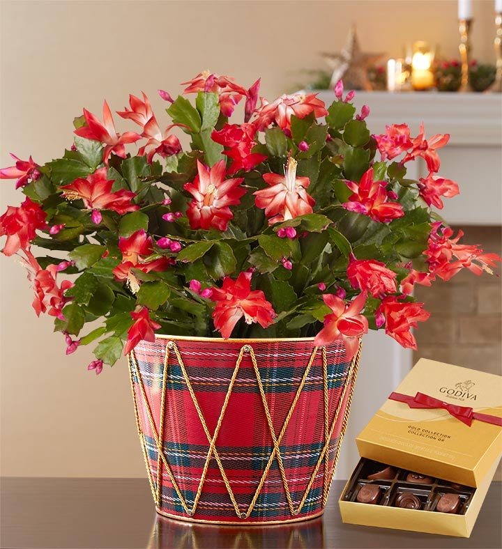 Christmas on sale cactus delivery