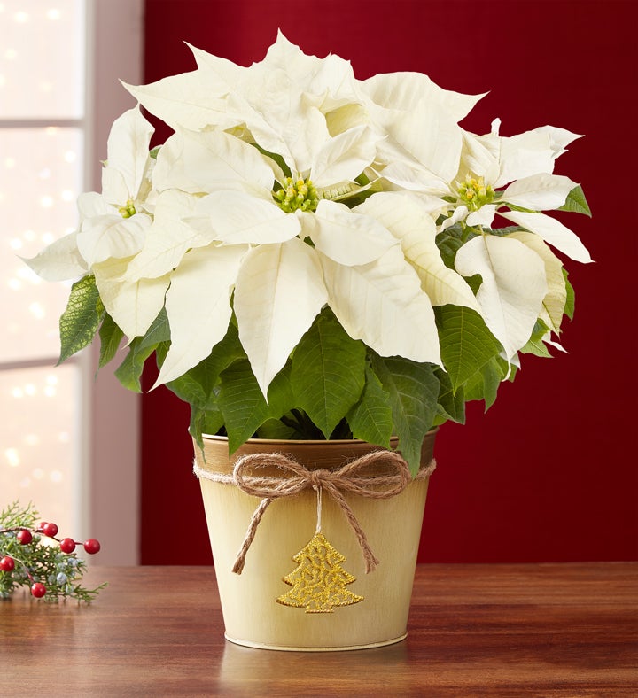 Silent Night White Poinsettia