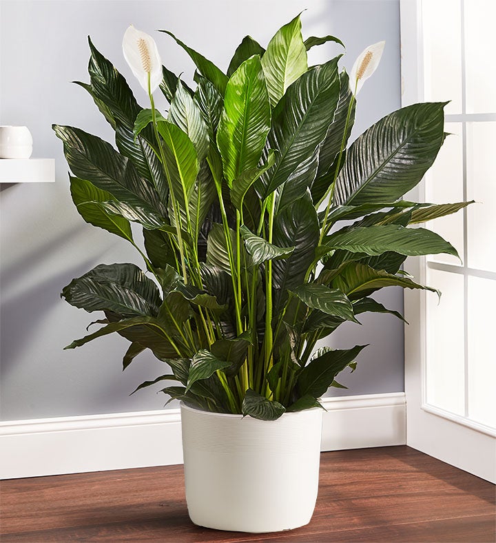 Calming Peace Lily Floor Plant