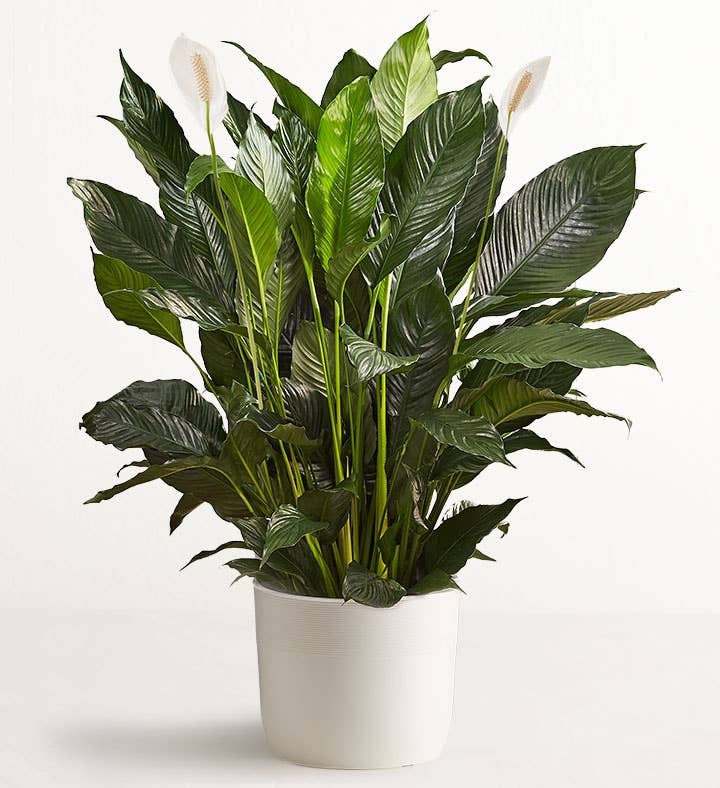 Floor Plant Large with Sandstone Planter