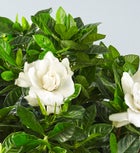 Gardenia Floor Plant for Sympathy