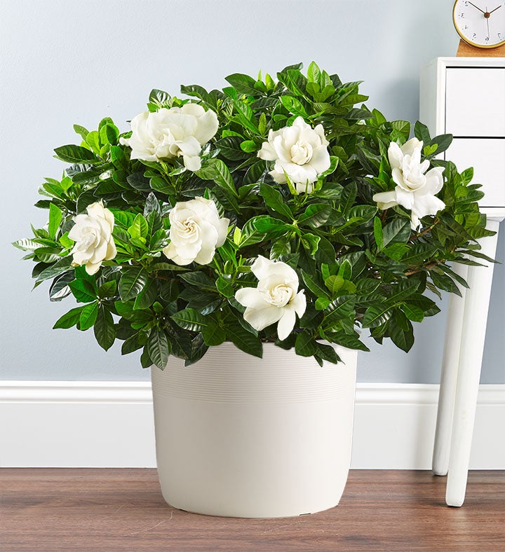 Gardenia Floor Plant for Sympathy