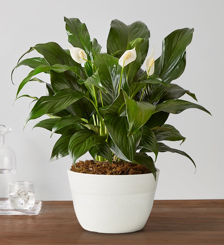 Remembrance Peace Lily Floor Plant