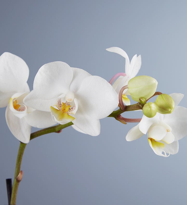 Beachside Bliss Orchid Garden