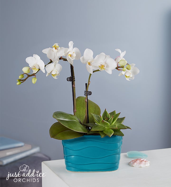 Beachside Bliss Orchid Garden