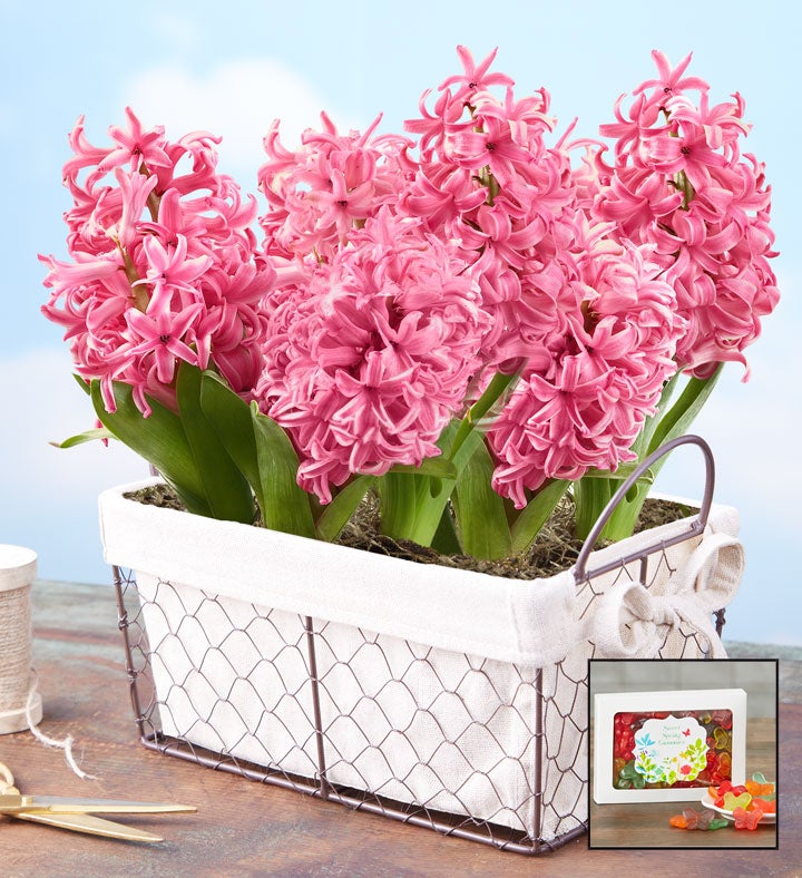 Heavenly Hyacinth Bulbs
