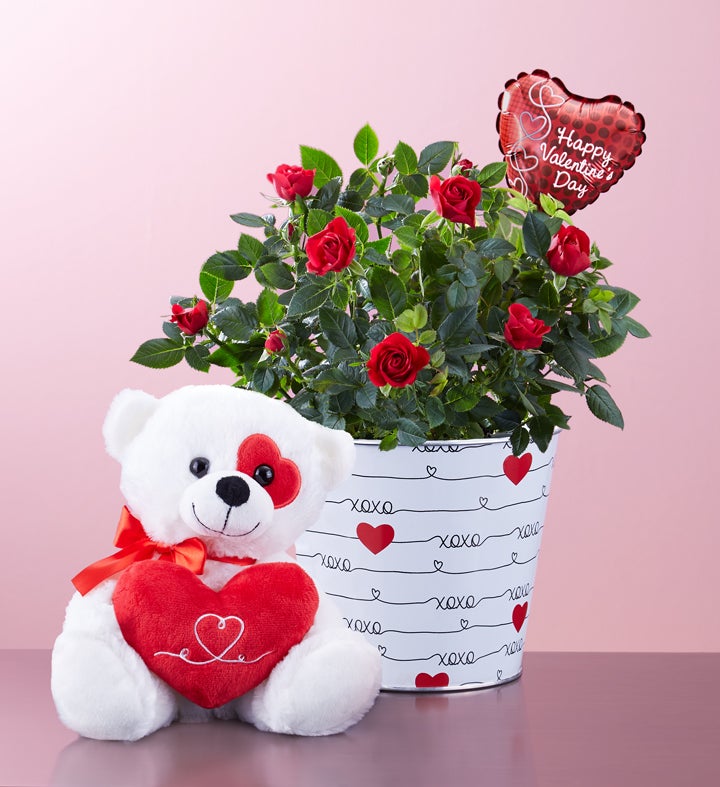 Bundle Of Love Rose Plant