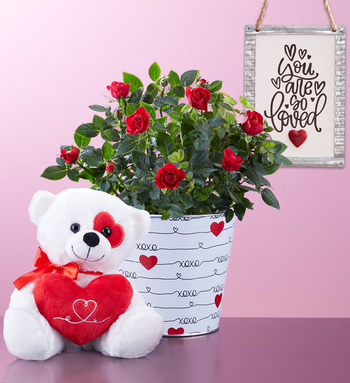 Bundle of Love Rose Plant