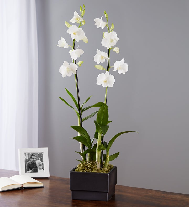 White Dendrobium Orchid Garden for Sympathy
