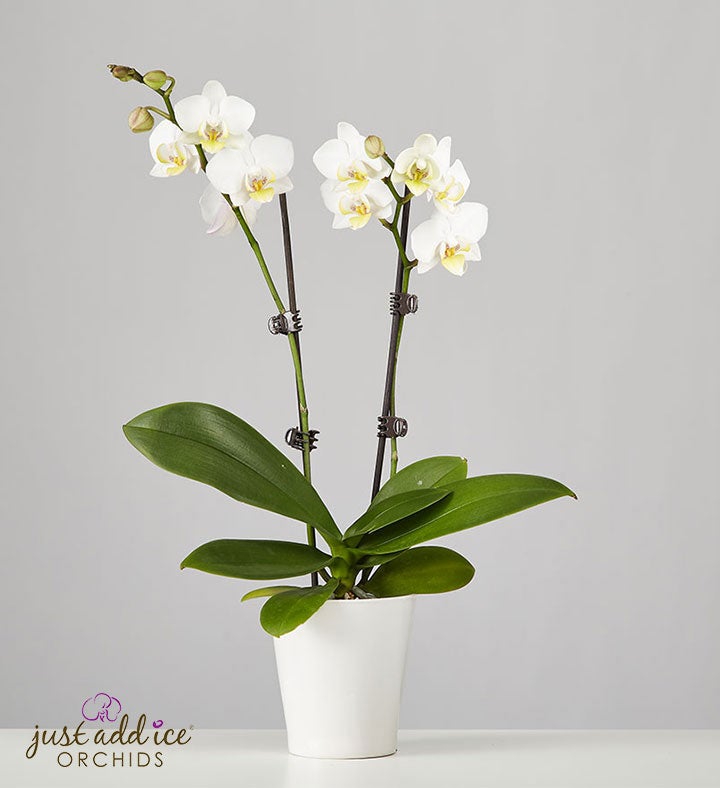 White Phaleonopsis Orchid for Sympathy