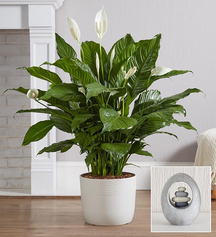 Calming Peace Lily Floor Plant