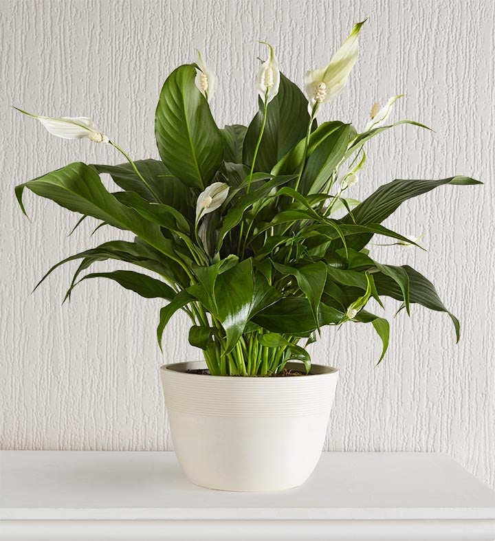 Calming Peace Lily Plant