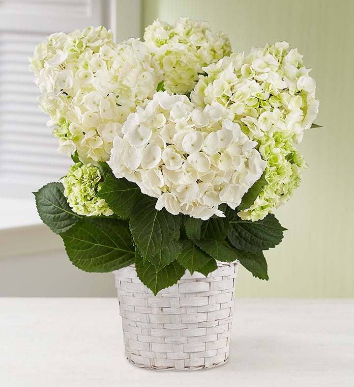 Blooming White Hydrangea for Sympathy
