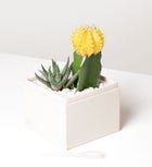 In Loving Memory Succulents by Lula's Garden