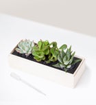 In Loving Memory Succulents by Lula's Garden
