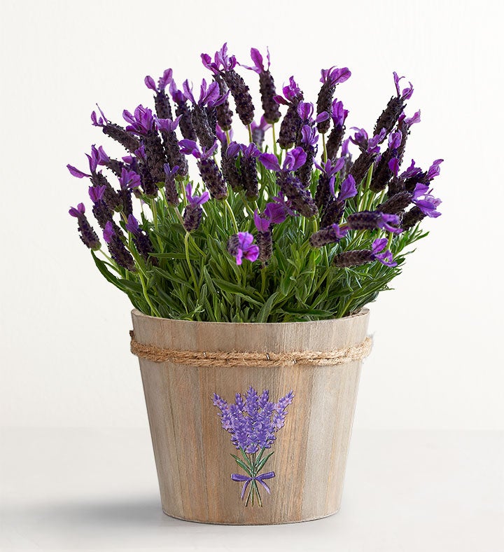 Lovely Lavender Plant