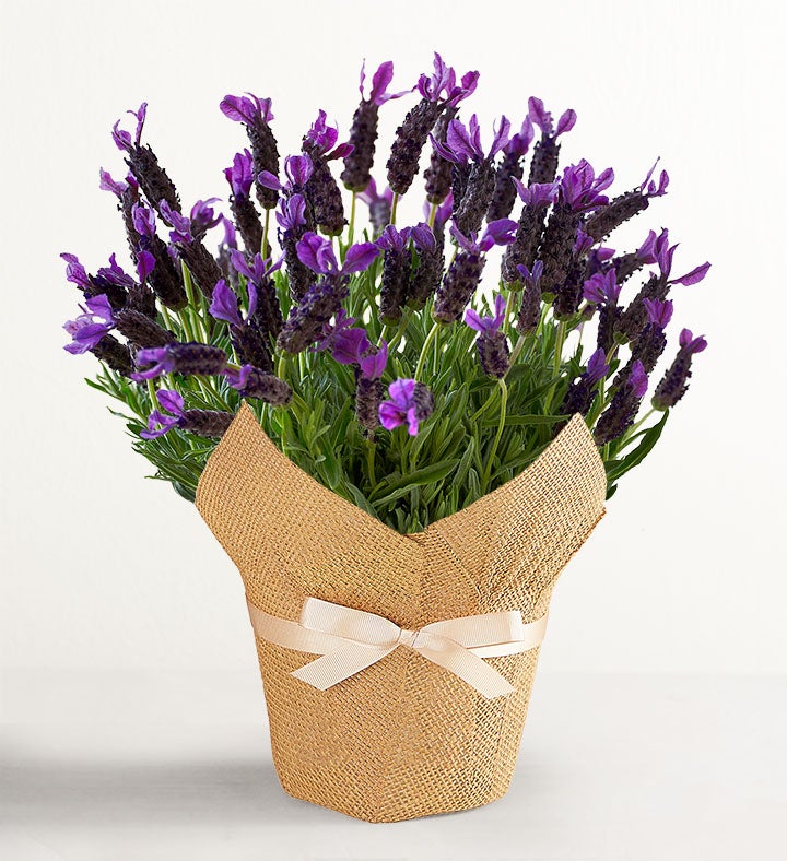 Lovely Lavender Plant