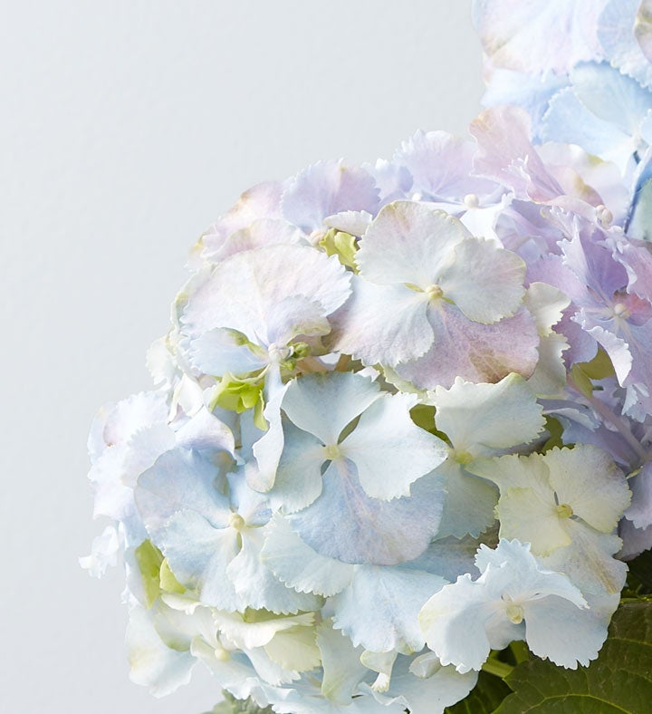 4IN Single Bloom Baby Hydrangea-Blue