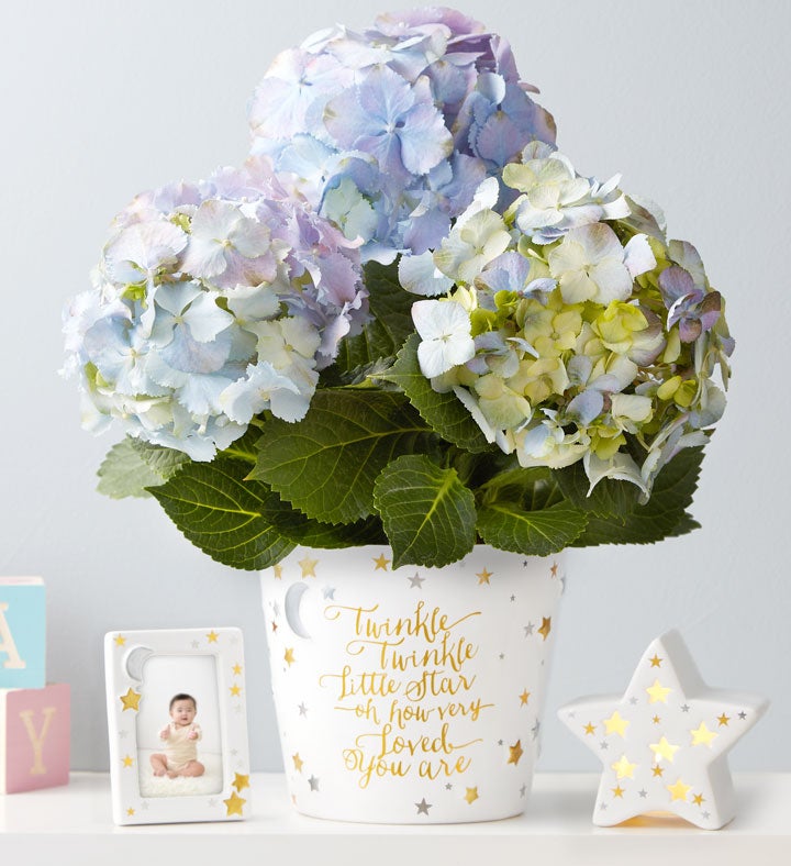 4IN Single Bloom Baby Hydrangea-Blue