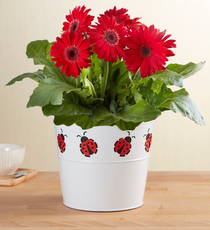 Lucky Ladybug Gerbera Daisy