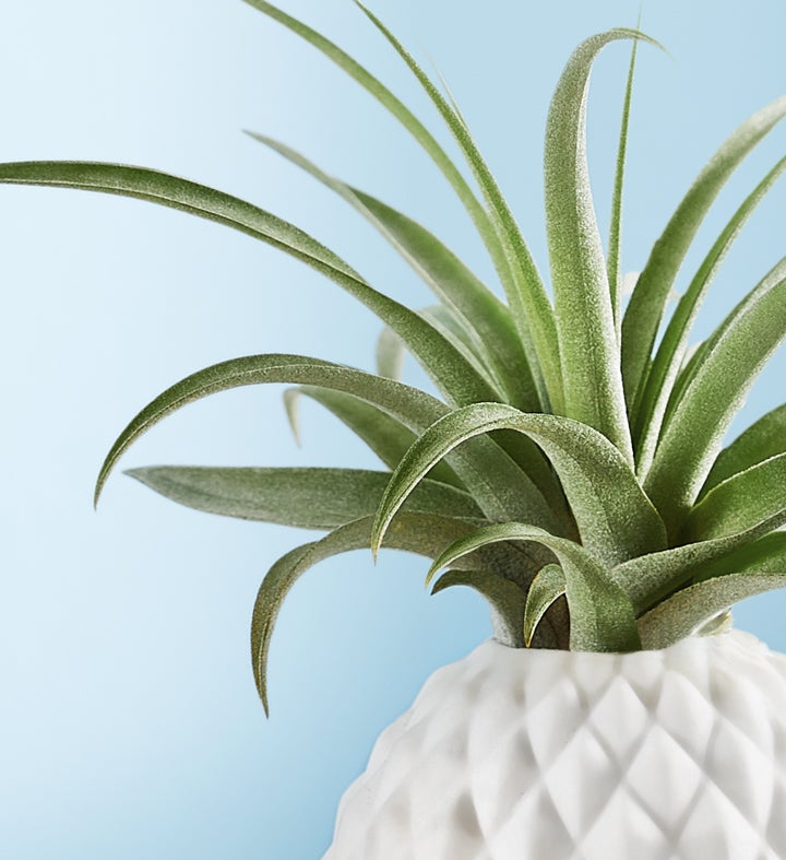 Pineapple Air Plant by Southern Living®