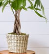 Money Tree