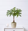 Money Tree