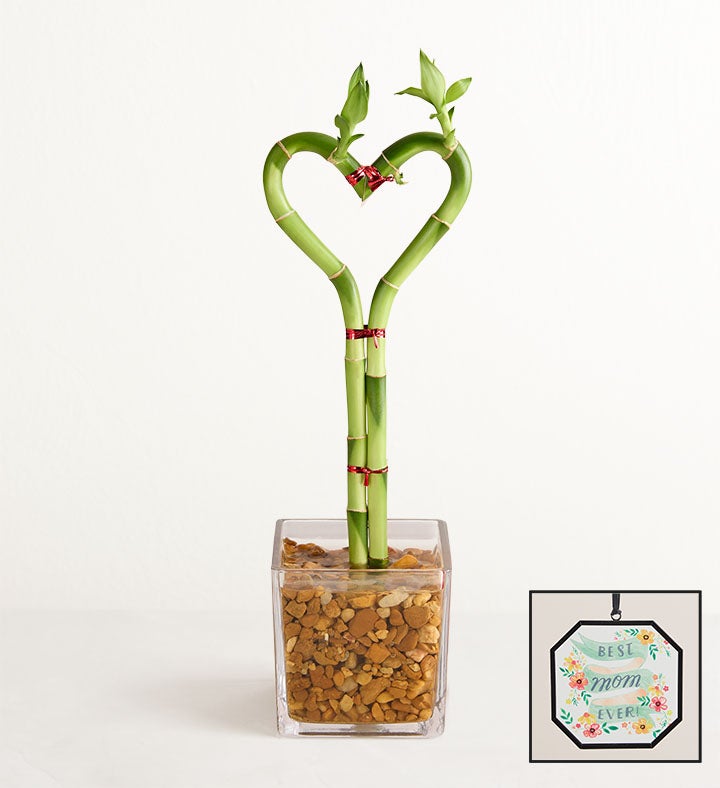 Sweetheart Bamboo for Mother’s Day