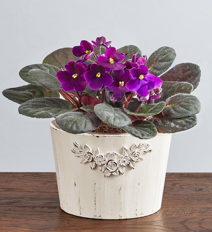 Purple Blossoms African Violet Plant