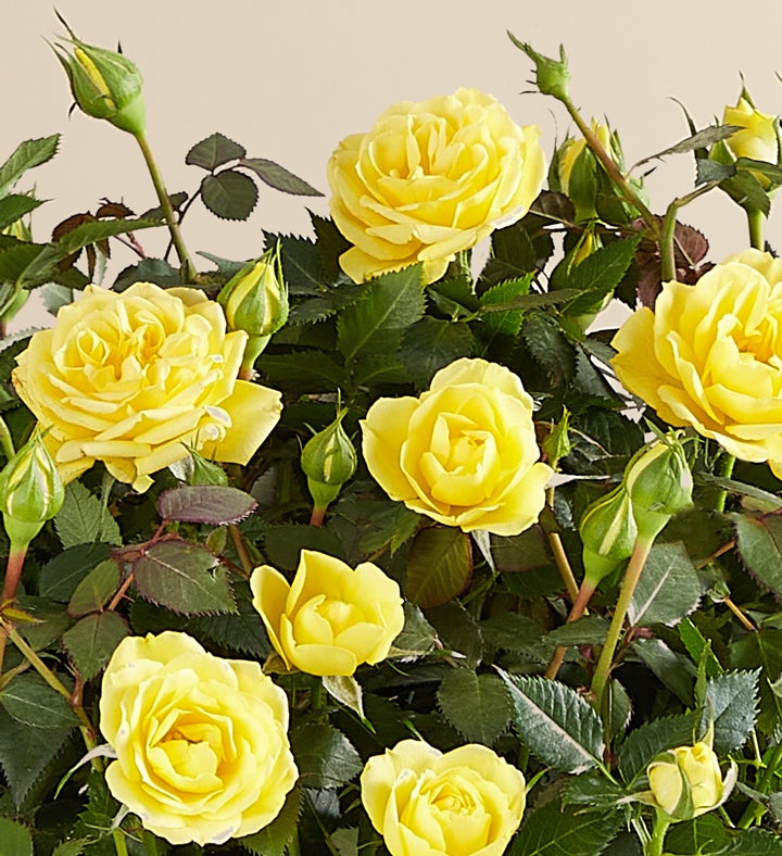 Yellow Rose in Natural Wrap