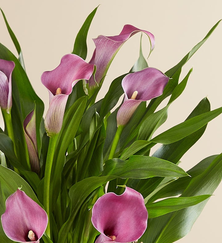 Purple Calla Lily in Natural Wrap