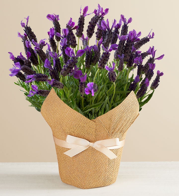 Lavender in Natural Wrap