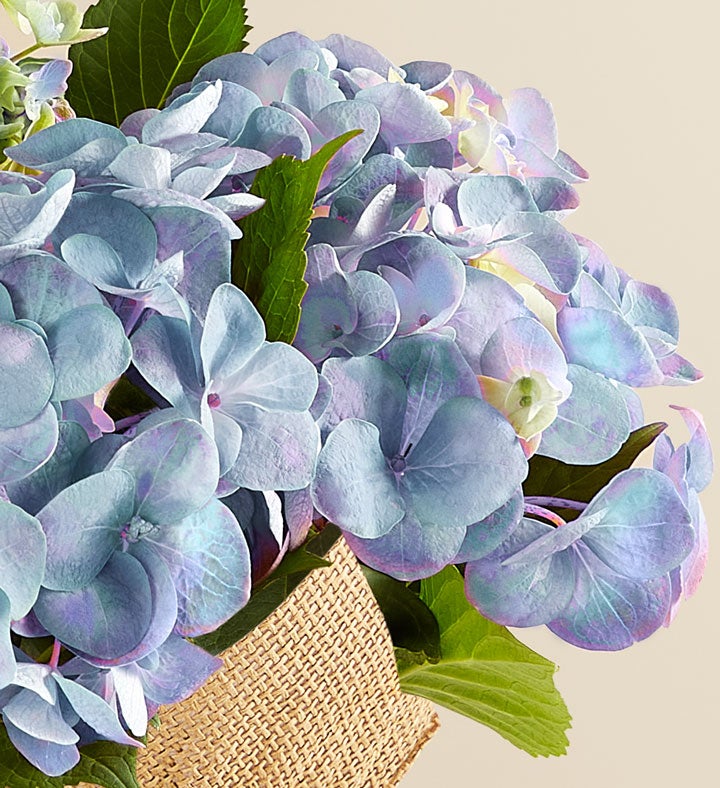 Blue Hydrangea in Natural Wrap