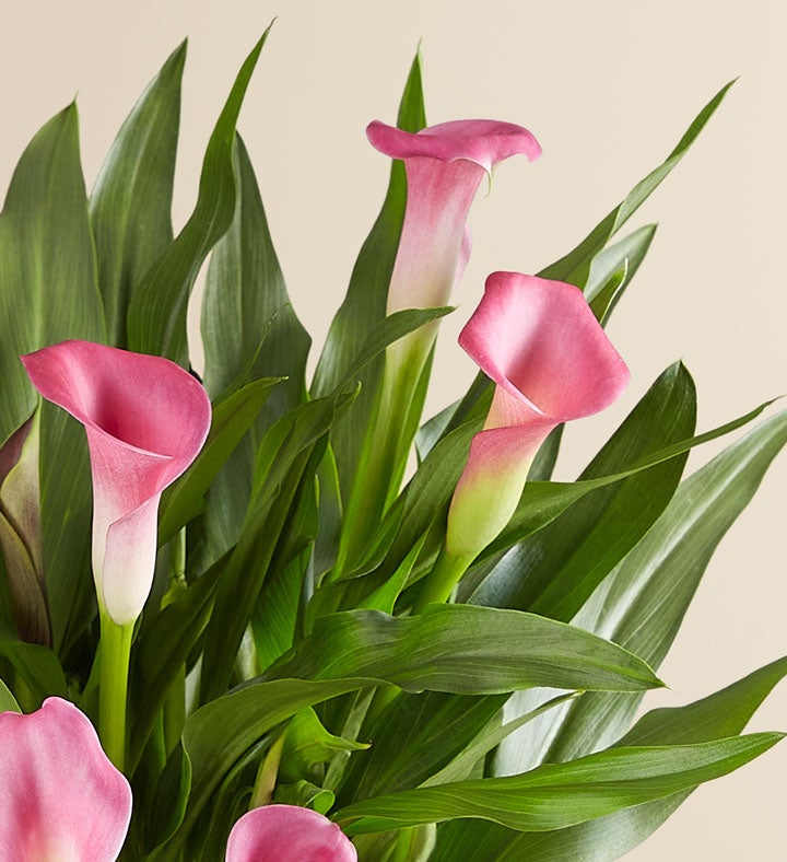 Pink Calla Lily in Natural Wrap