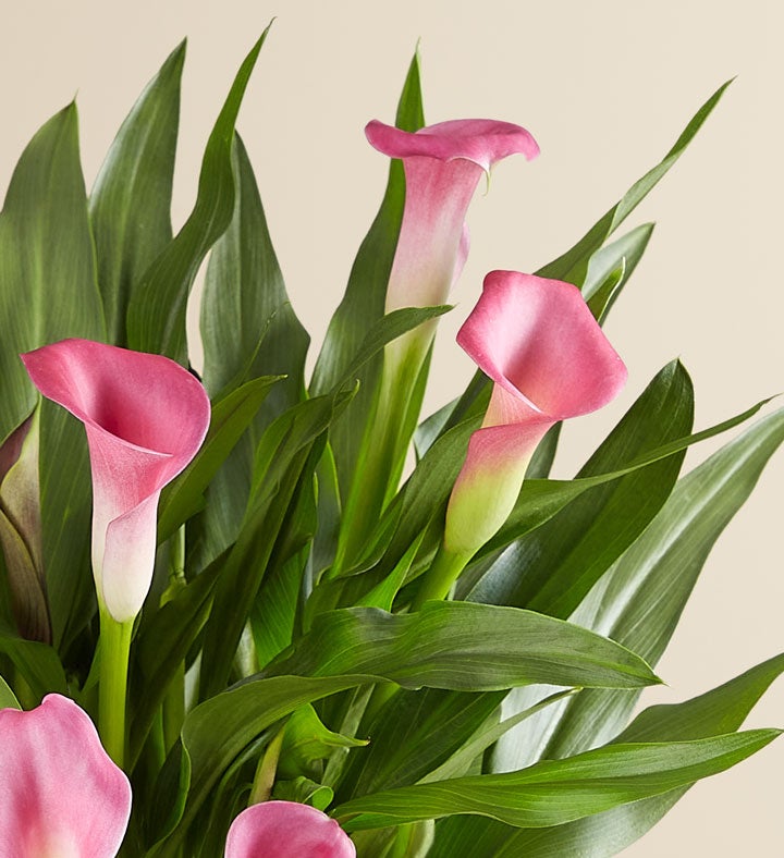 LIS CALLA｜“IN HER GREATEST YEARS”タイツ LIS CALLA｜“IN HER GREATEST YEARS” Be My® Destiny - Calla