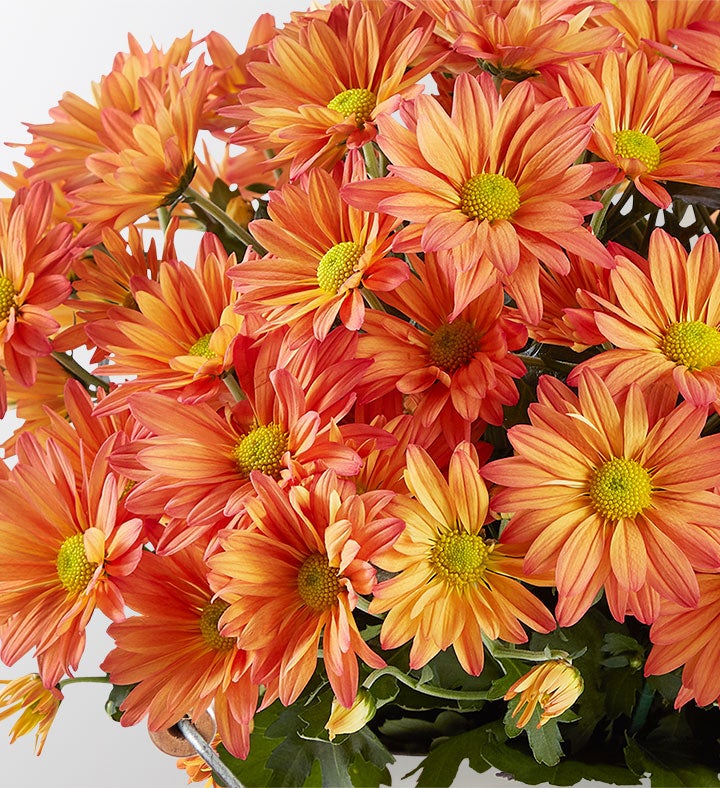 Pick of the Patch Mum